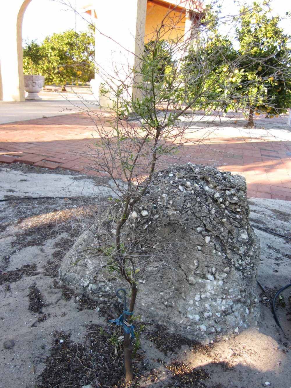              Habit (Winter Haven, FL)       